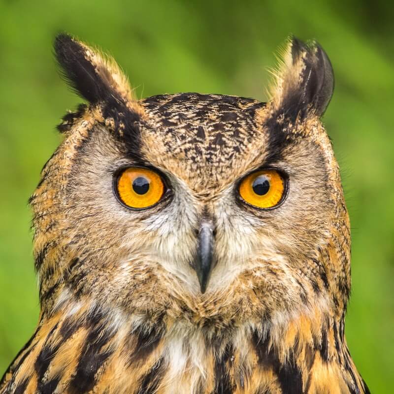 Solar Owl Wind Chime Light